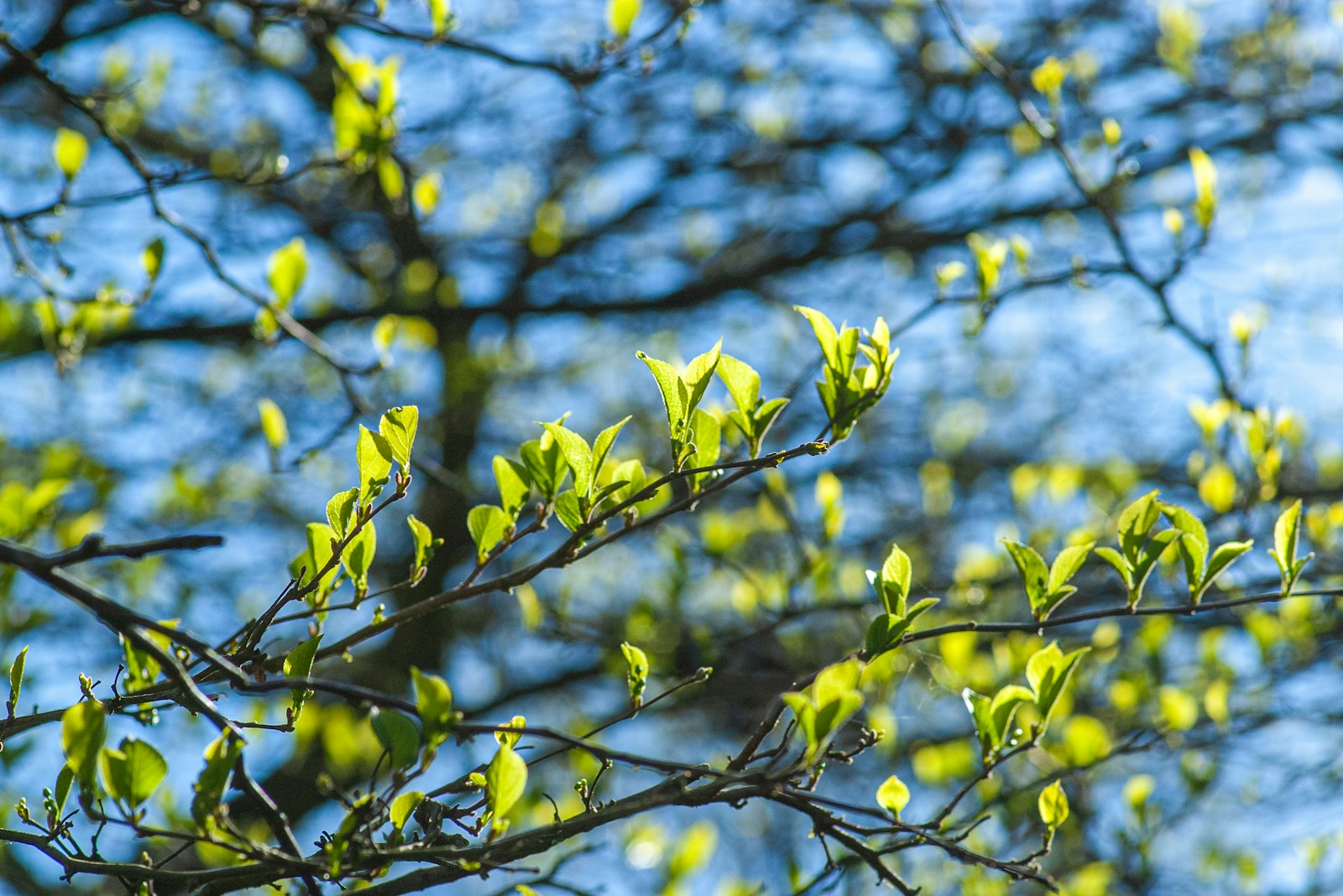 Blomstrende bjørk mot blå himmel i pollensesongen